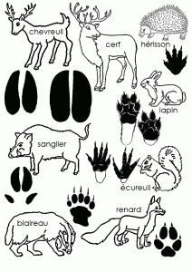 recherche de traces d'animaux