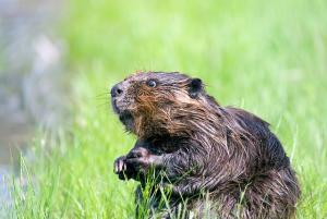 beaver-1448389_640